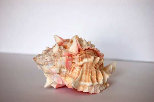 pink shell 02