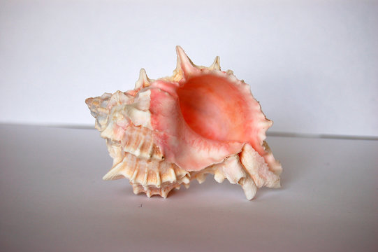 pink shell 03
