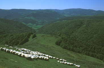troupeau de mouton - pays basque