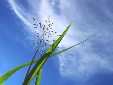 photo grass and blue sky background