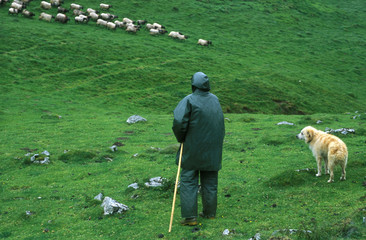 transhumance en pays basque - france