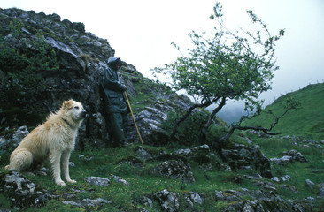 transhumance en pays basque - france