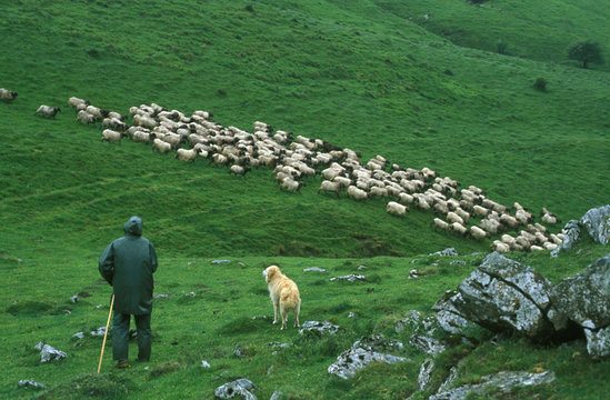 transhumance en pays basque - france