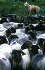 transhumance en pays basque - france