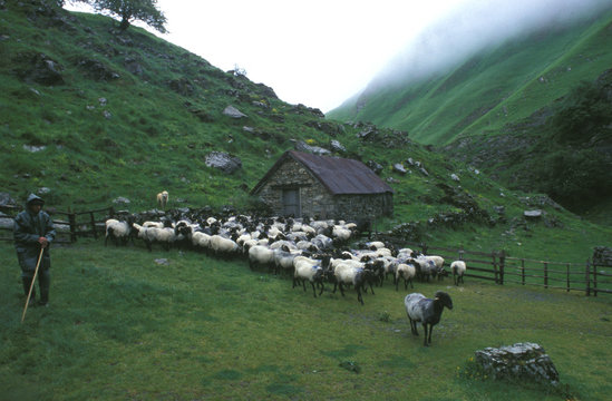 transhumance en pays basque - france