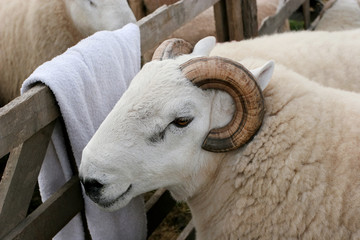 horned ram