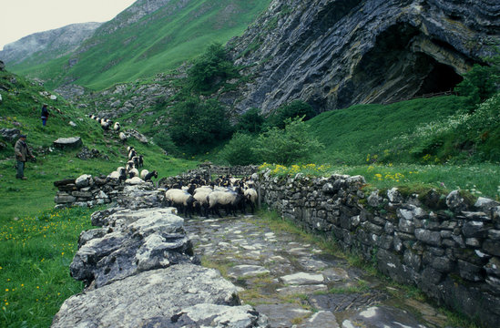 Transhumance En Pays Basque - France