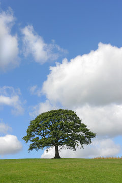 the oak tree in summer