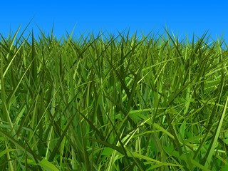 gras