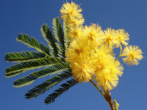 mimosa