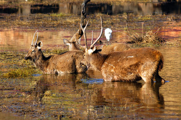 india, ranthambore: deers