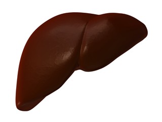 menschliche leber