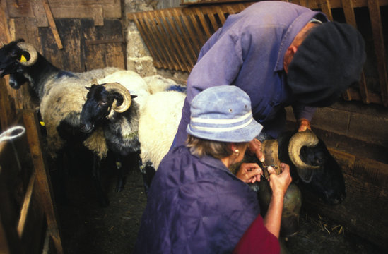 transhumance en pays basque - france
