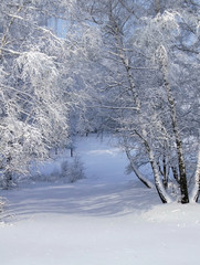white winter forest