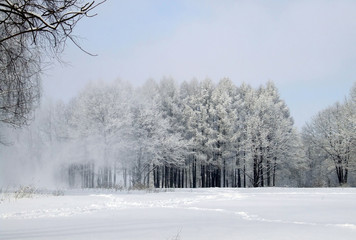 wind and winter forest