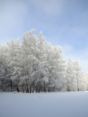 white forest under the blue sky