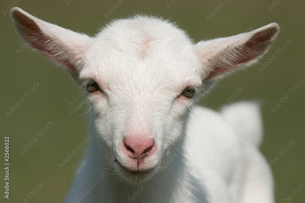 Wall mural baby goat