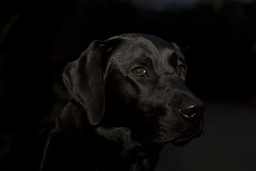 dog in black