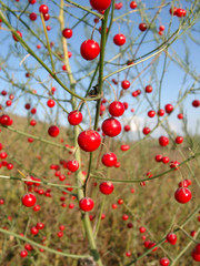 red berries of an asparagus