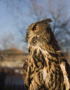 owl