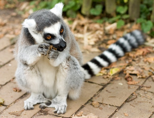 ring tailed lemur © Marcel Nijhuis