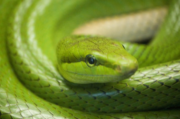 Obraz premium green snake.