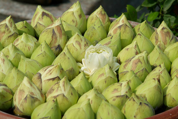 lotus flowers at a temple