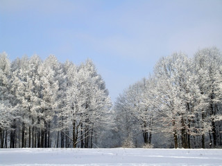 white winter forest 2