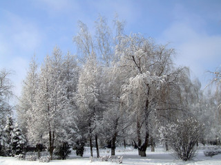trees in the winter city park