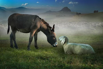 Photo sur Plexiglas Âne âne et mouton