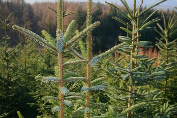 pine forest christmas trees - 2570267