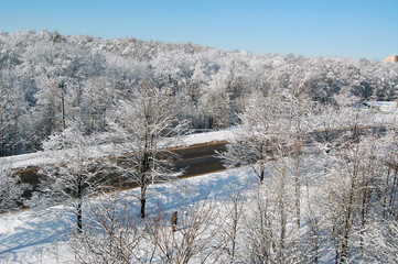 road in the winter forest