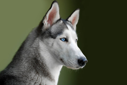 blue - eyed siberian husky