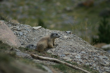 marmotton