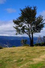 Fototapeta premium arbre solitaire