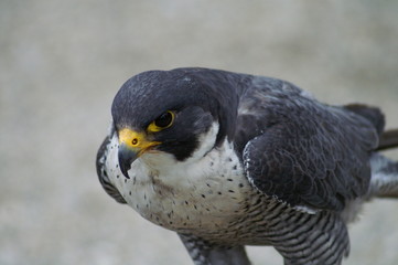 faucon pèlerin