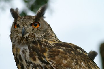 hibou grand duc