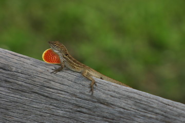 brown anole with a dewlap