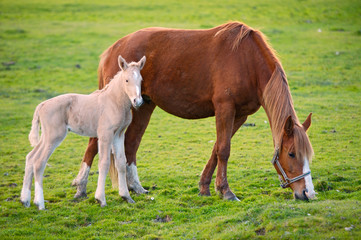 Naklejka na ściany i meble koń z jego syn jedzenia trawy