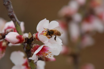 printemps