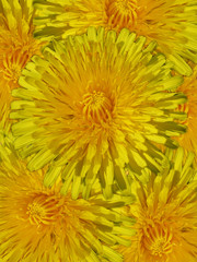 beauty of dandelions