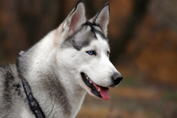 siberian husky