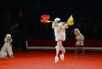 in circus