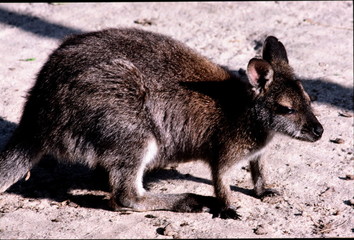 wallaby