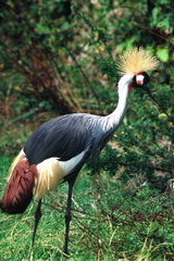 crowned crane