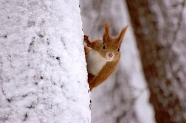 Foto auf Acrylglas Eichhörnchen auf Baum © Maciej Sobczak