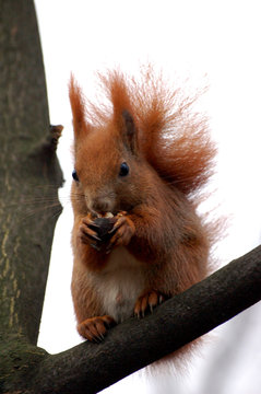 squirrel