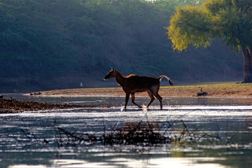 india, gajner: deers and antelope near gajner palace