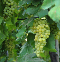 green grapes on vine