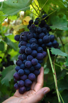 black grapes on vine